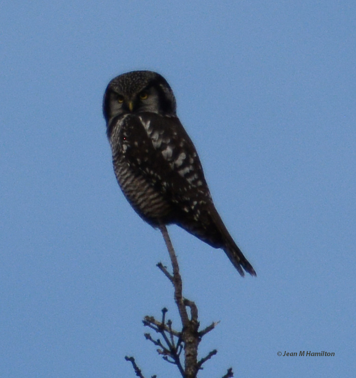 Jean M HamiltonNorthern Hawk Owl