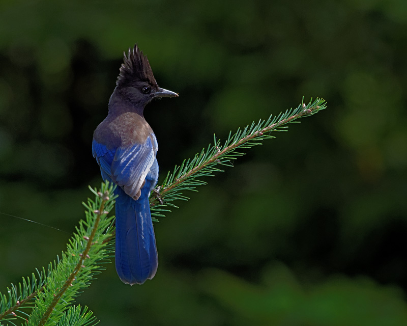 M.E.RosenB.C.'s Provincial Bird