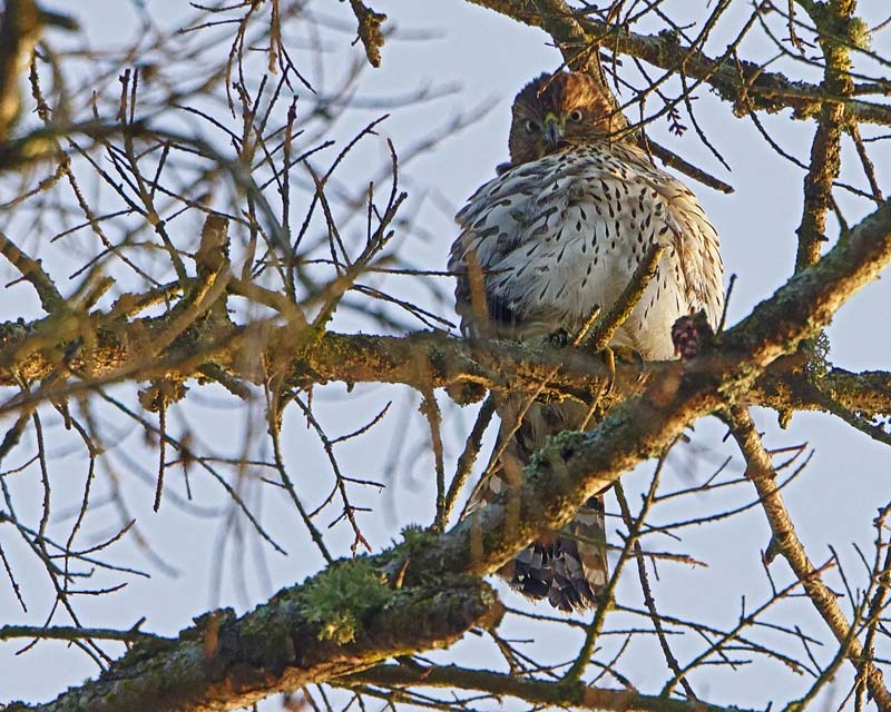 M.E.RosenMerlin Falcon