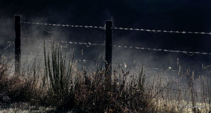 Leah Jansenmorning mist