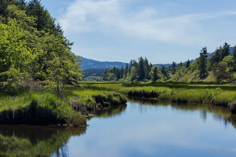 Lois DeEll2017 Sep London Drugs Chemainus River Tidal Flats