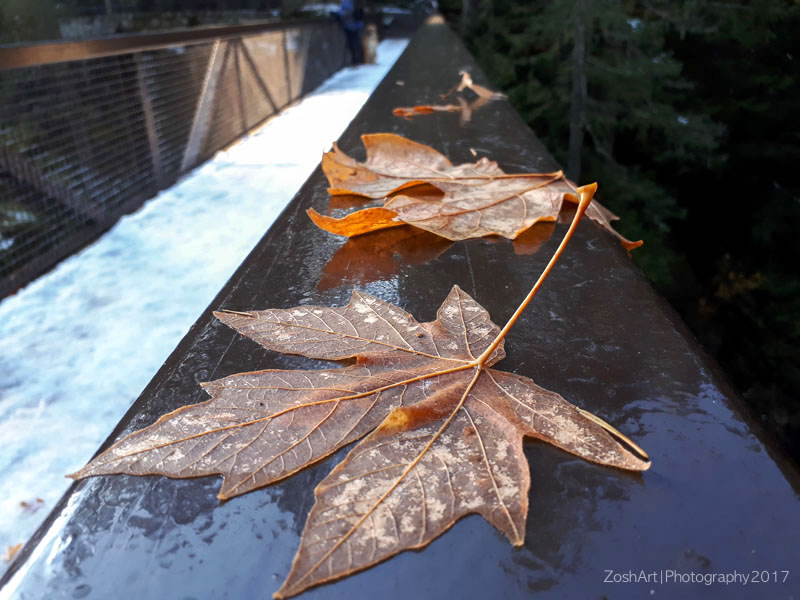 Zosia MillerLeaves on Railing