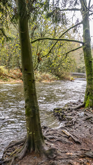 Zosia MillerGoldstream Creek