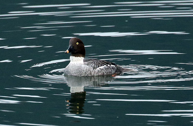 Willie HarvieGoldeneye