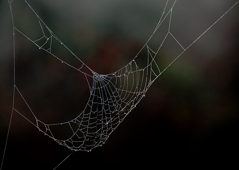 Don Brown Spider's Web