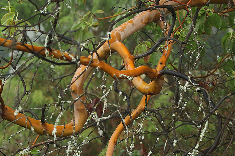 Willie HarvieTwisted Arbutus