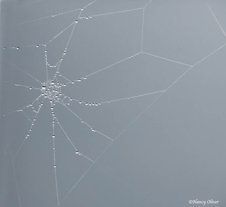 Nancy Oliver Spider Web