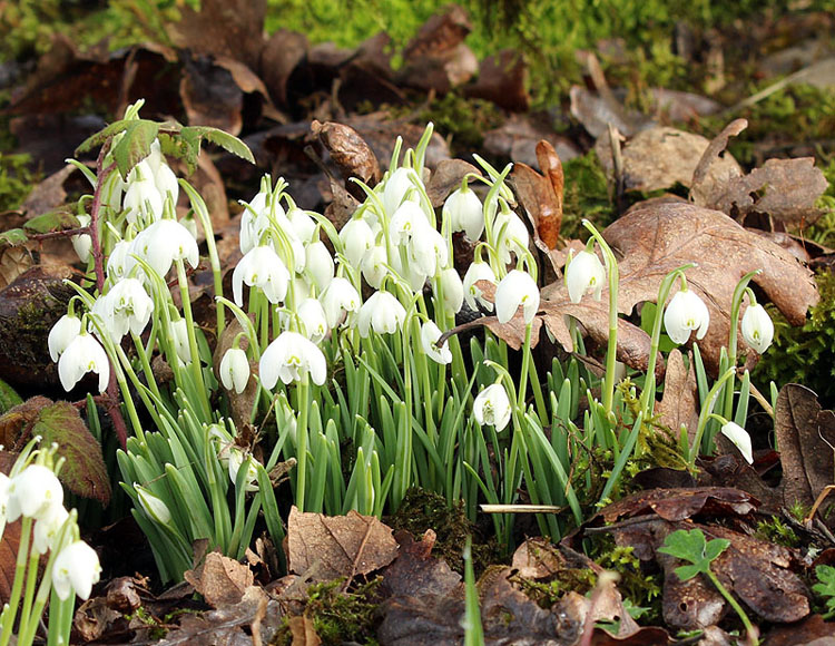 Willie HarvieSnowdrops & oak leaves
