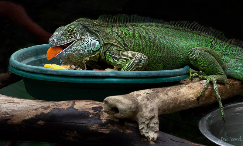 Dale Fenwick<br>Feeding Time For An Iguana