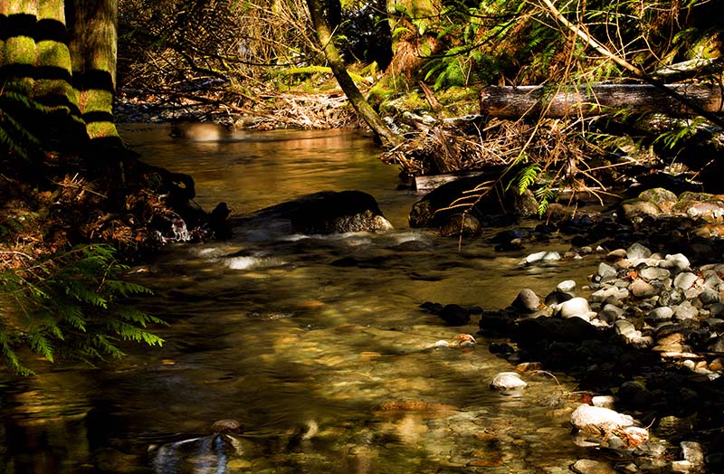 Don Brown  Stocking Creek