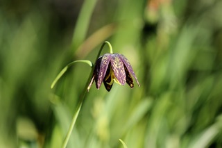 Marg Armour2018 Mar. Evening FavouritesTheme: Depth of FieldChocolate Lily - 3rd