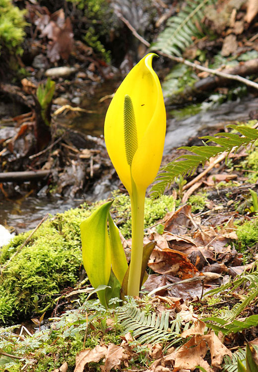 Willie HarvieSkunk cabbage