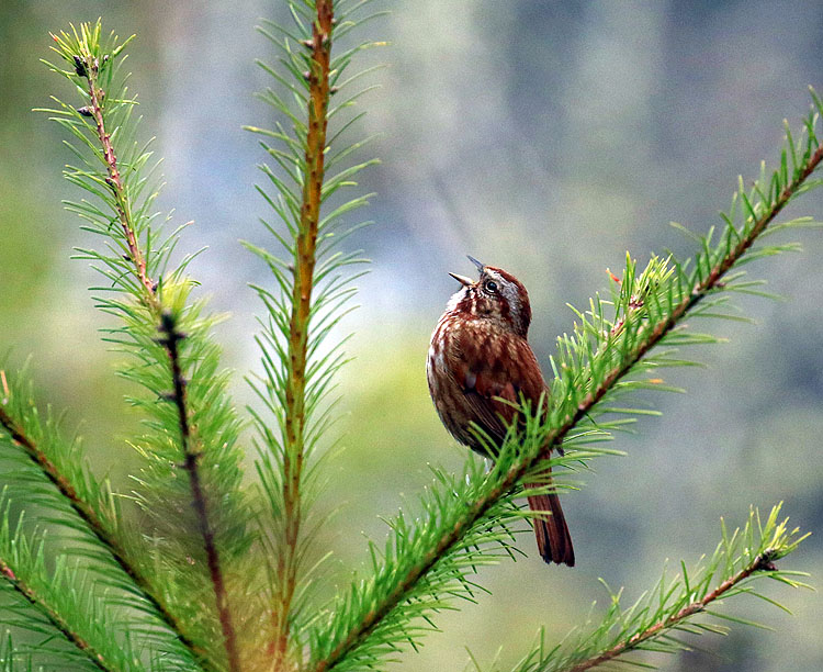 Willie HarvieSparrow's Song