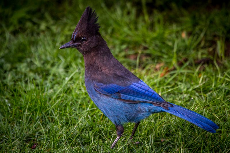 Carl Erland Steller's Jay