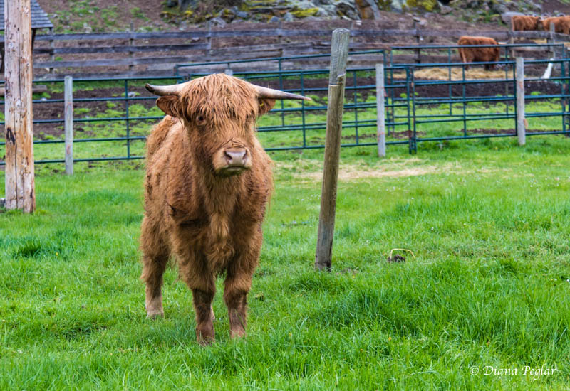 Diana PeglarGenoa Bay Farm, Highland Cows