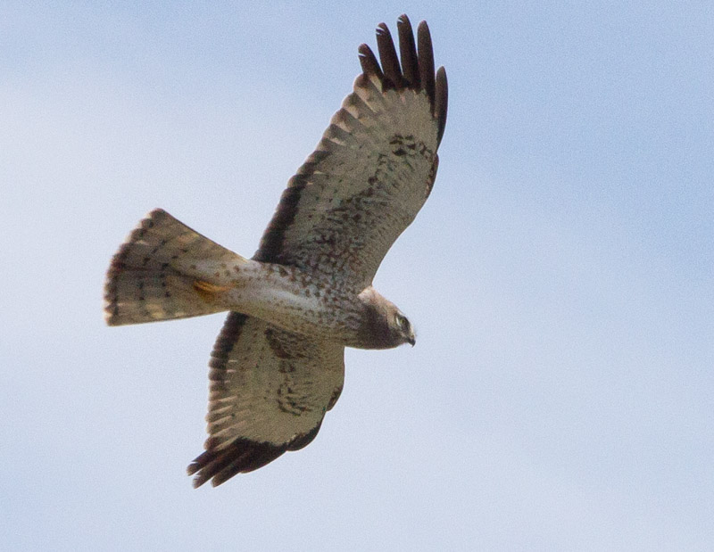 Carl Erland <br> Male Harrier Hawk