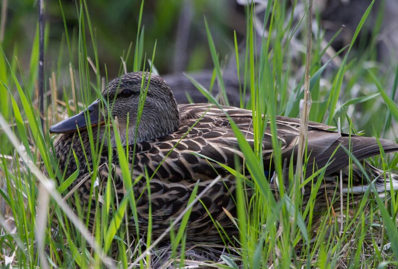 Carl Erland  Contented, but not Nesting