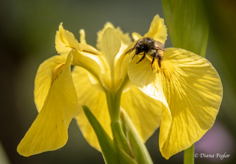 Diana PeglarYellow Iris w/Bee