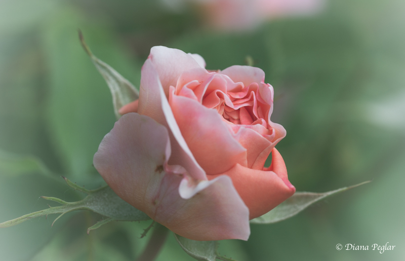 Diana Peglar<br>Peach Pink Rose