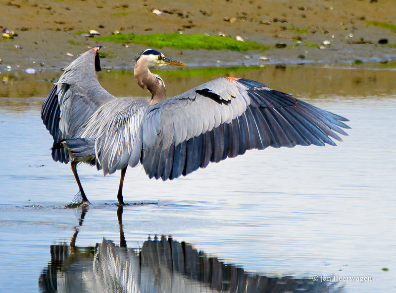 Jan Heerwagen<br>Beautiful Wings