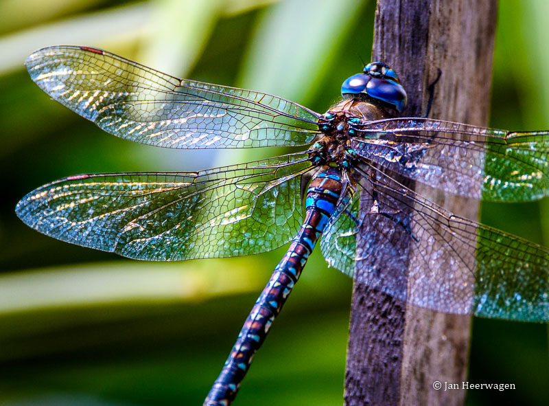 Jan HeerwagenBlue-Eyed Darner