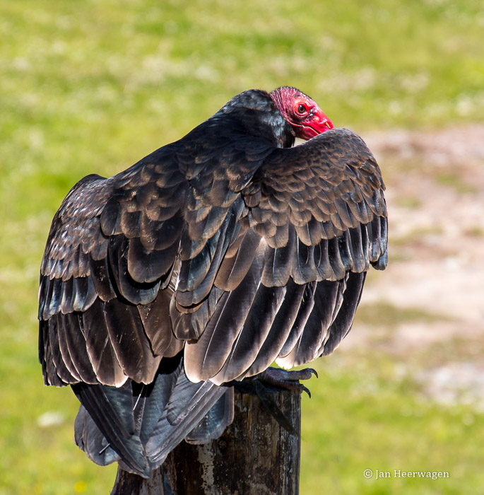 Jan HeerwagenTurkey Vulture Portrait