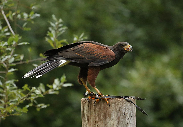 Willie HarvieHarris Hawk