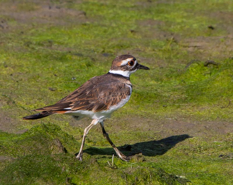 Carl Erland  Killdeer