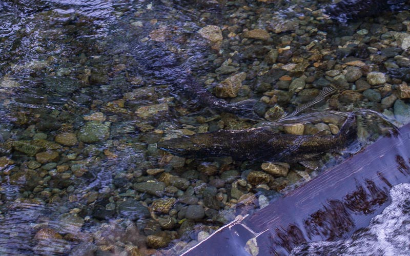 Carl Erland  Fresh Salmon