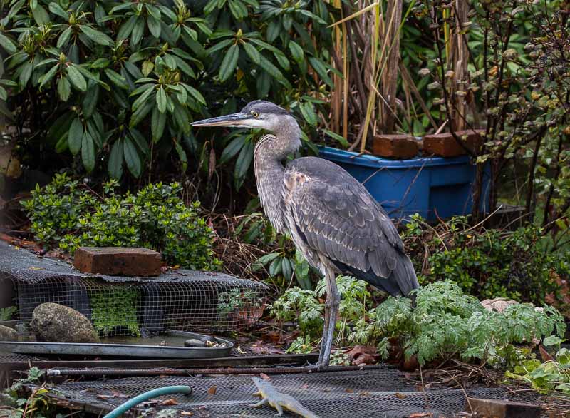 Carl ErlandBack Yard Blue Heron