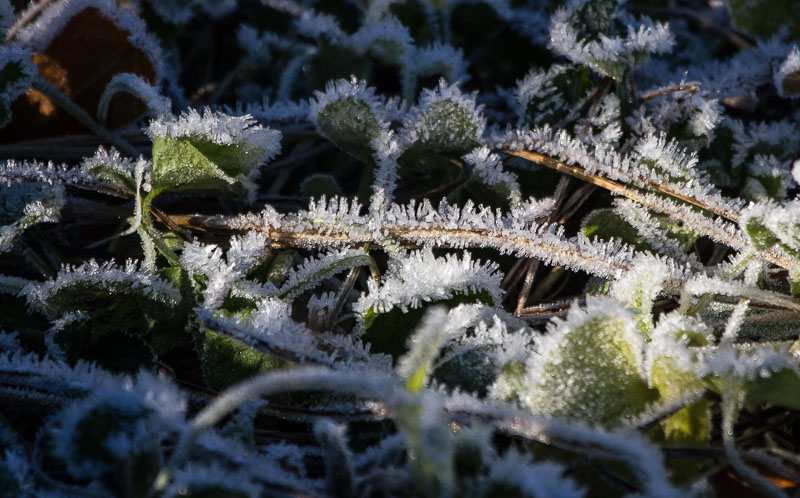 Carl Erland  Morning Frost