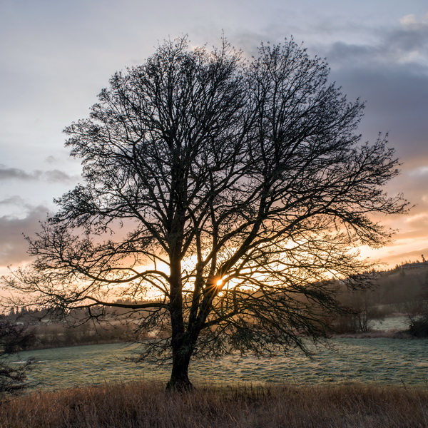 c sadlermaple morning