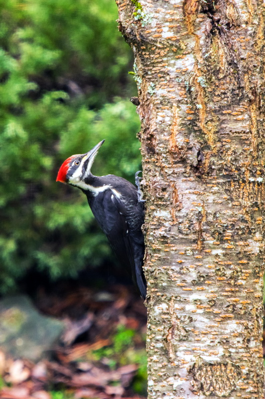 c sadlerpileated woodpecker