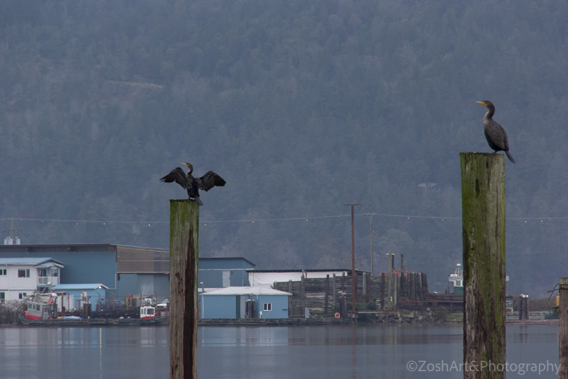 Zosia Miller  Cormorants