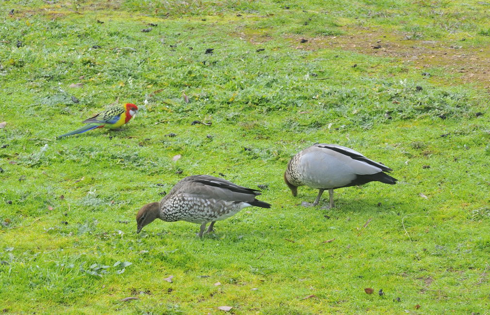Mr & Mrs.Wood Duck and another local resident, male Eastern Rosella.