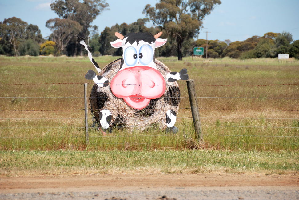 Cow Bale - near Shepparton - Victoria - Australia