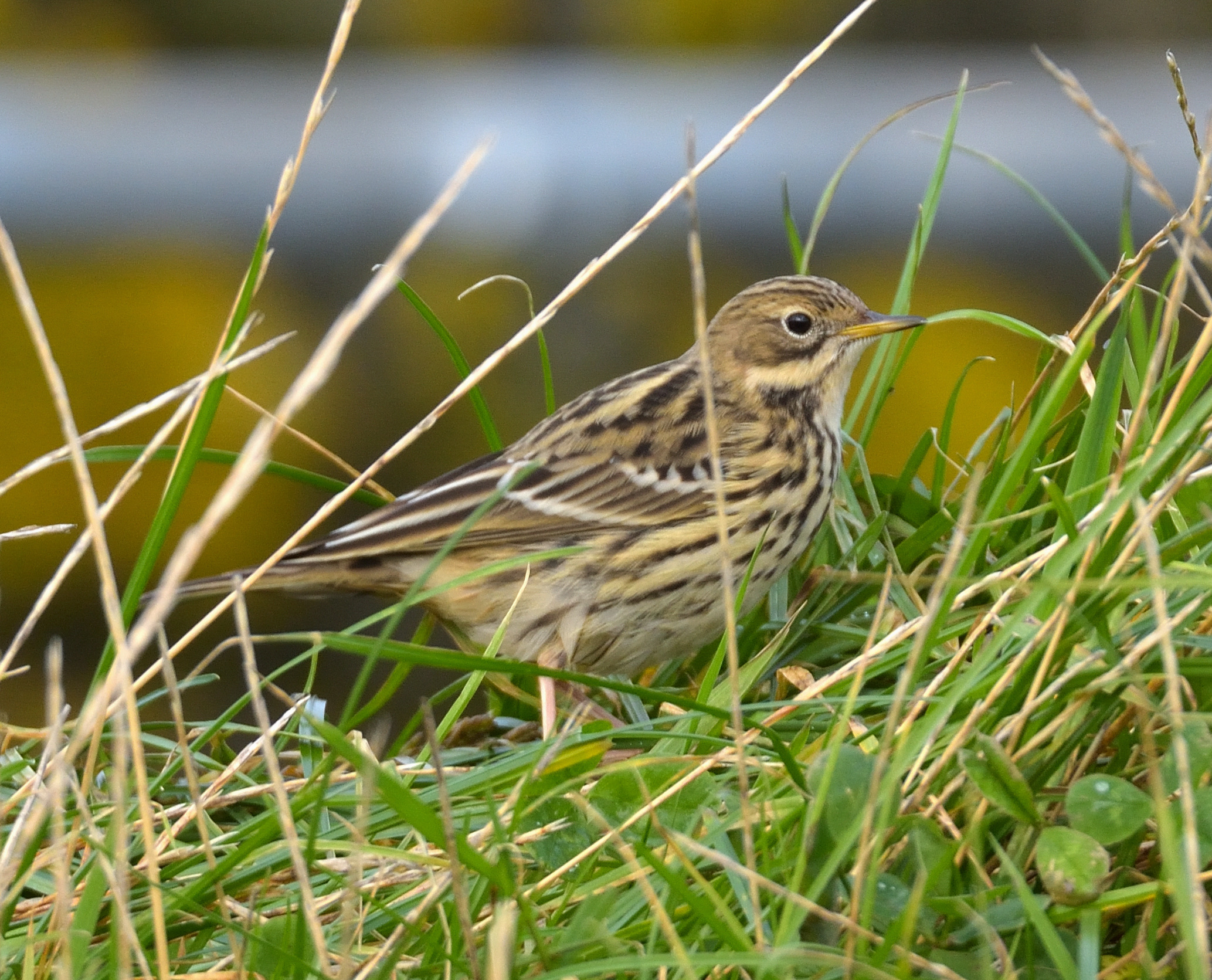 Red-throated Pipit 