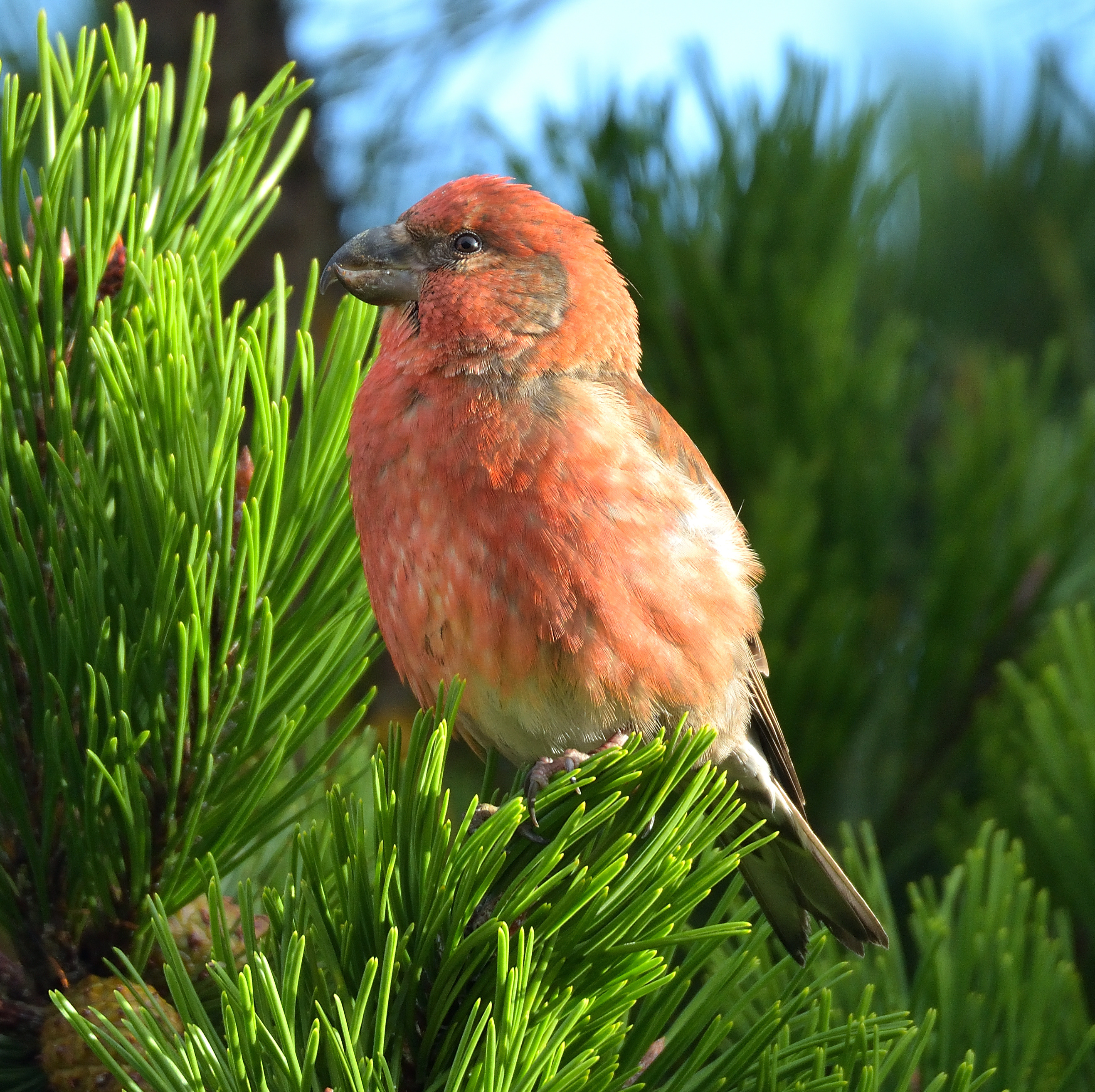 Parrot Crossbill 