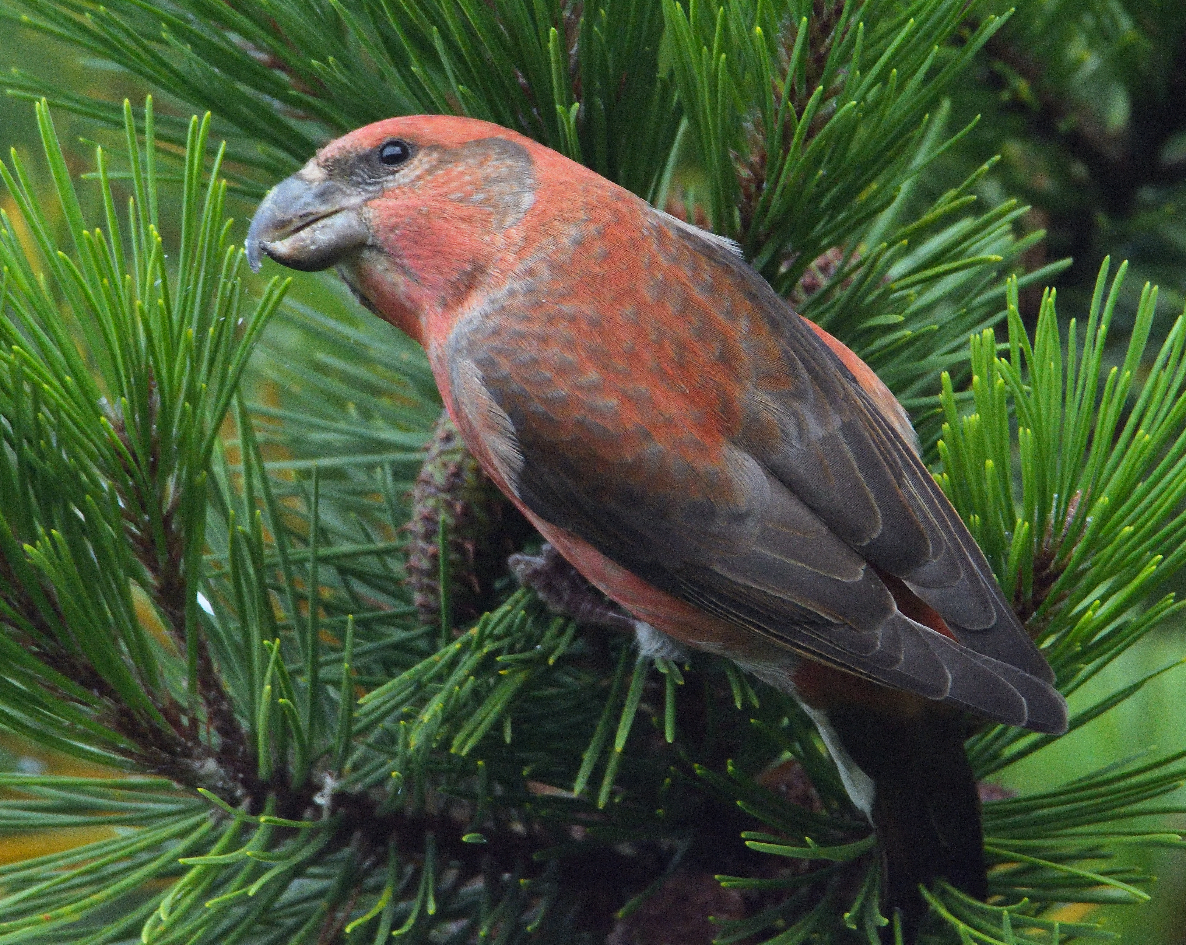 Parrot Crossbill