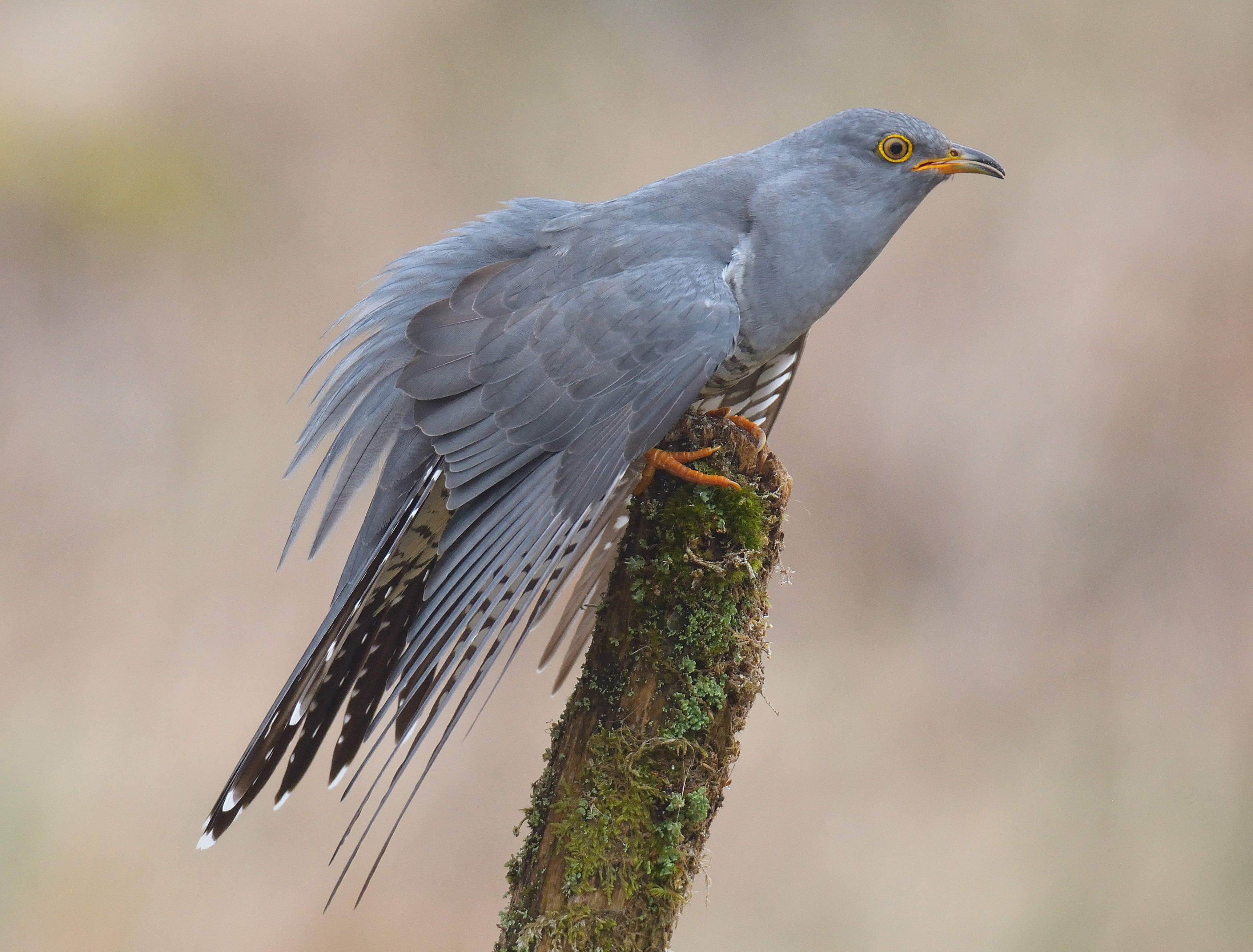 Cuckoo 