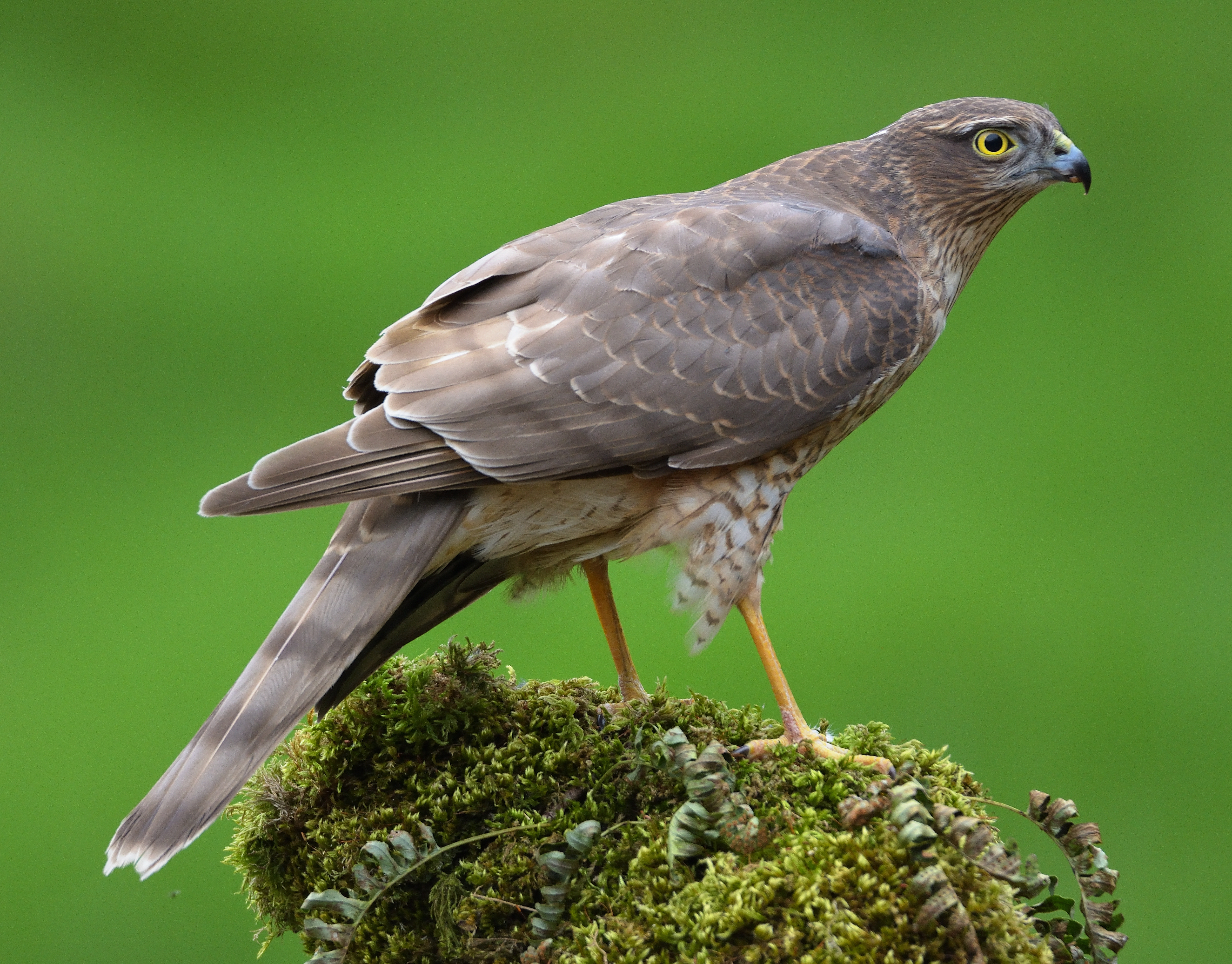 Sparrowhawk