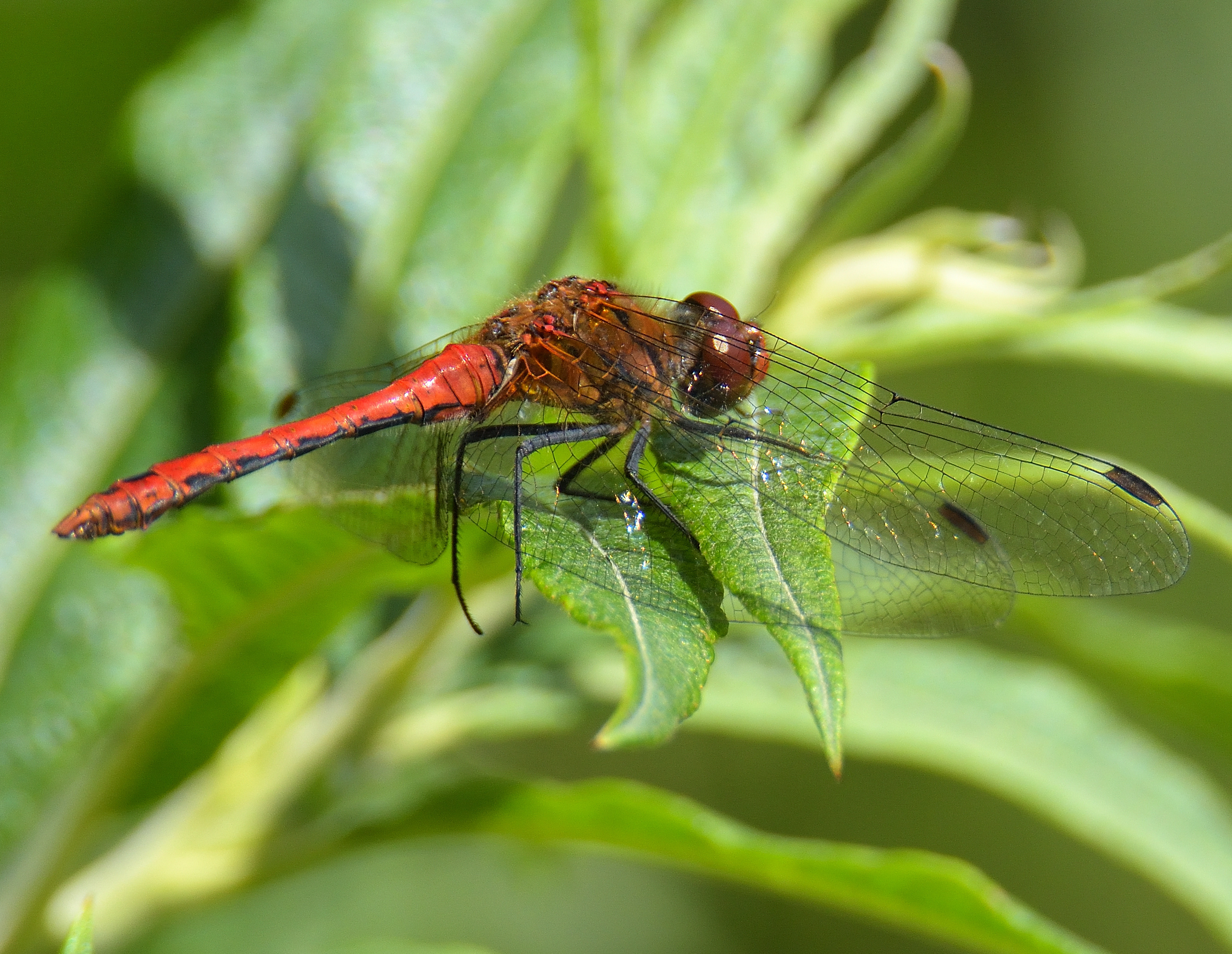 Ruddy Darter 