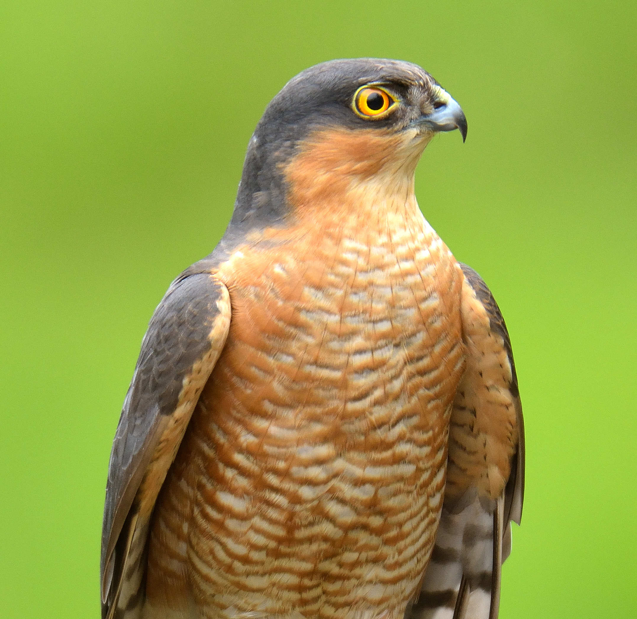 Sparrowhawk 