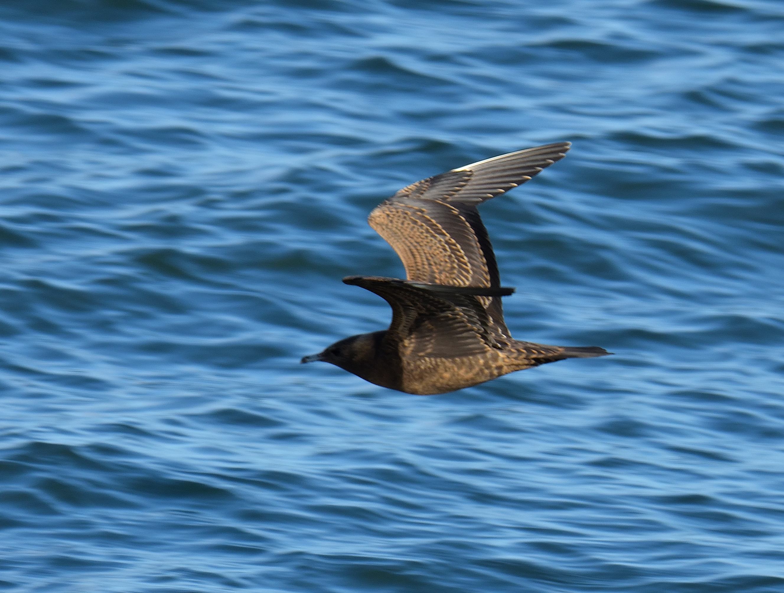 Arctic Skua