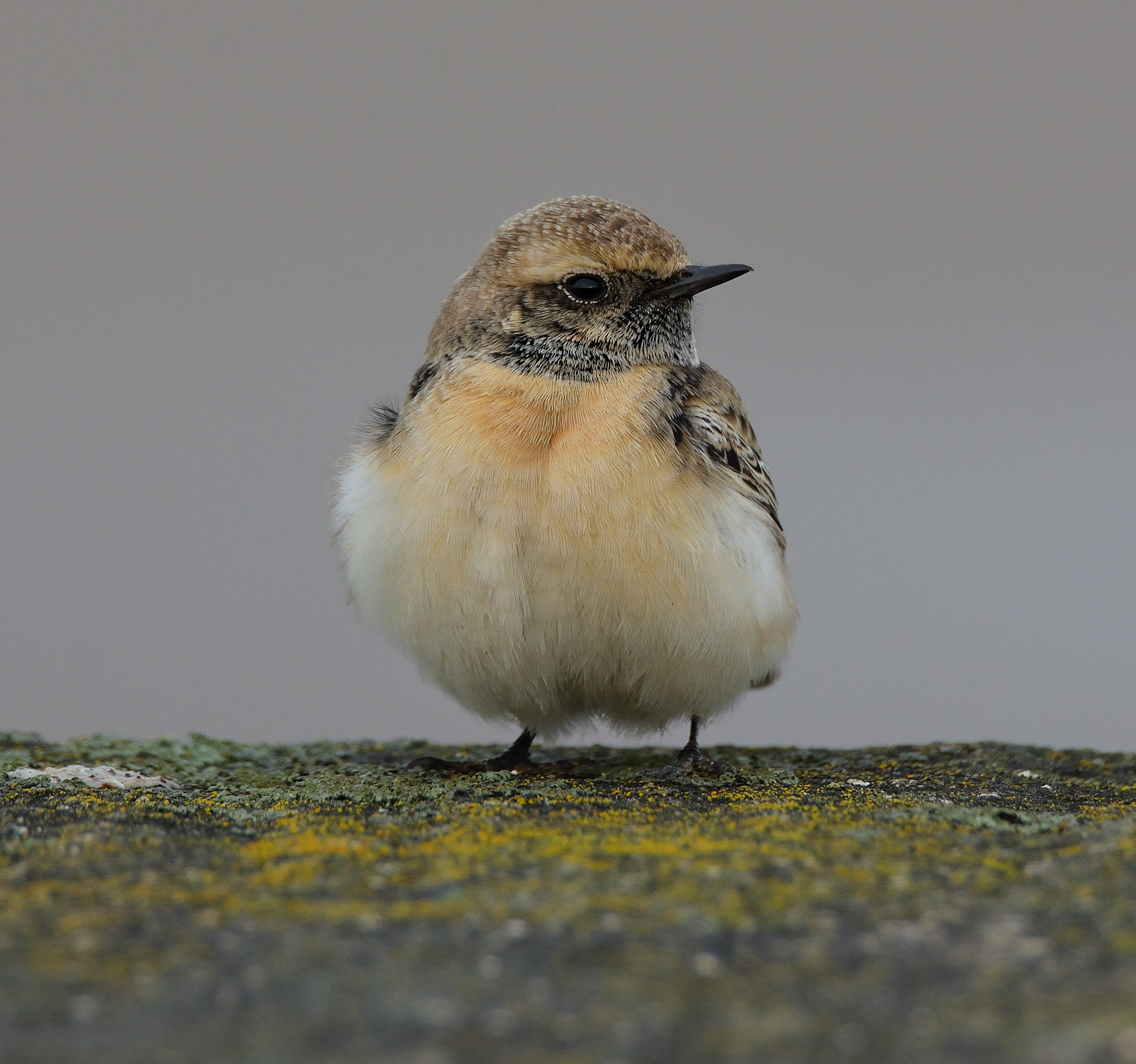 Pied Wheatear