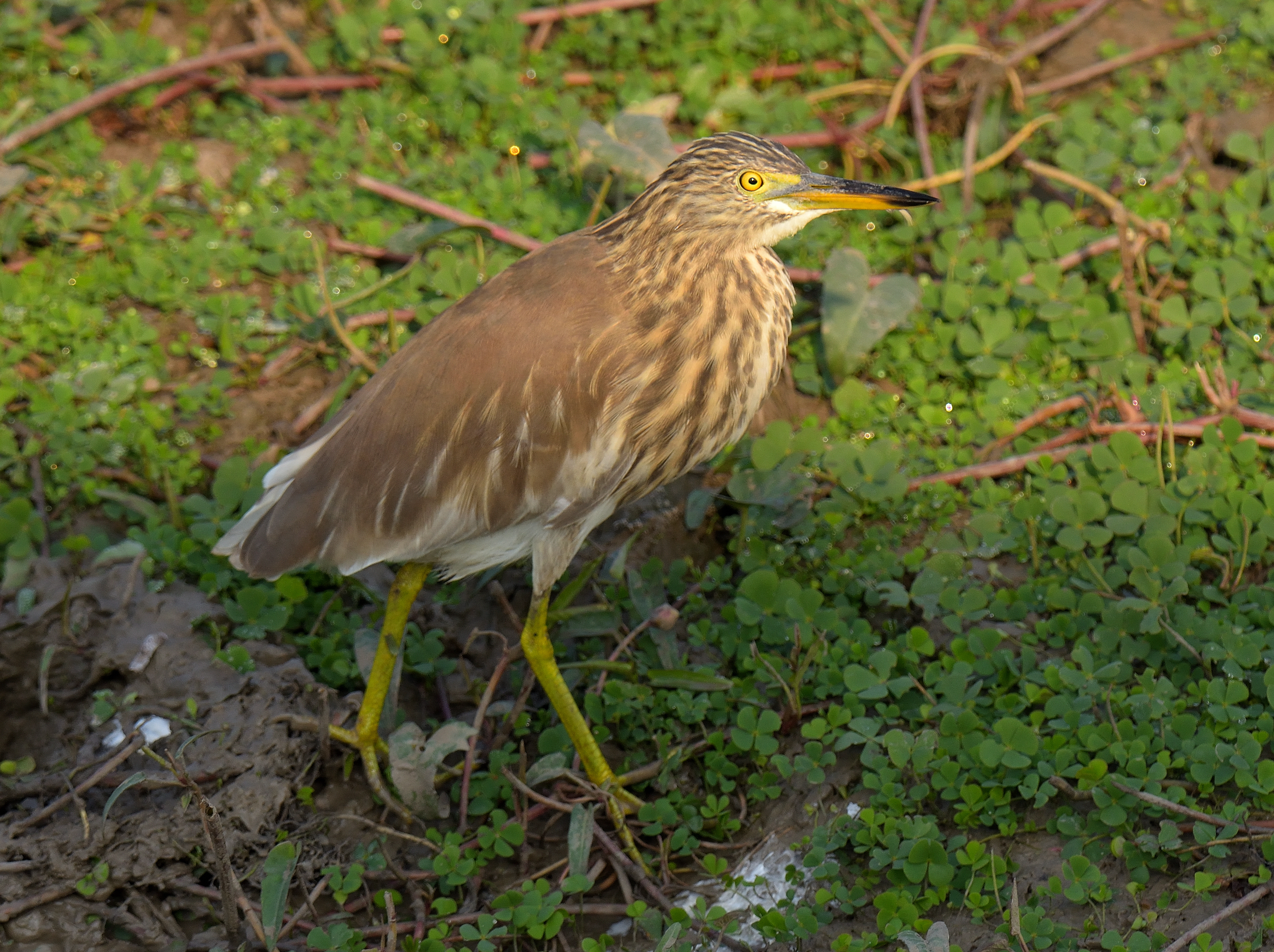 Indian Pond Heron