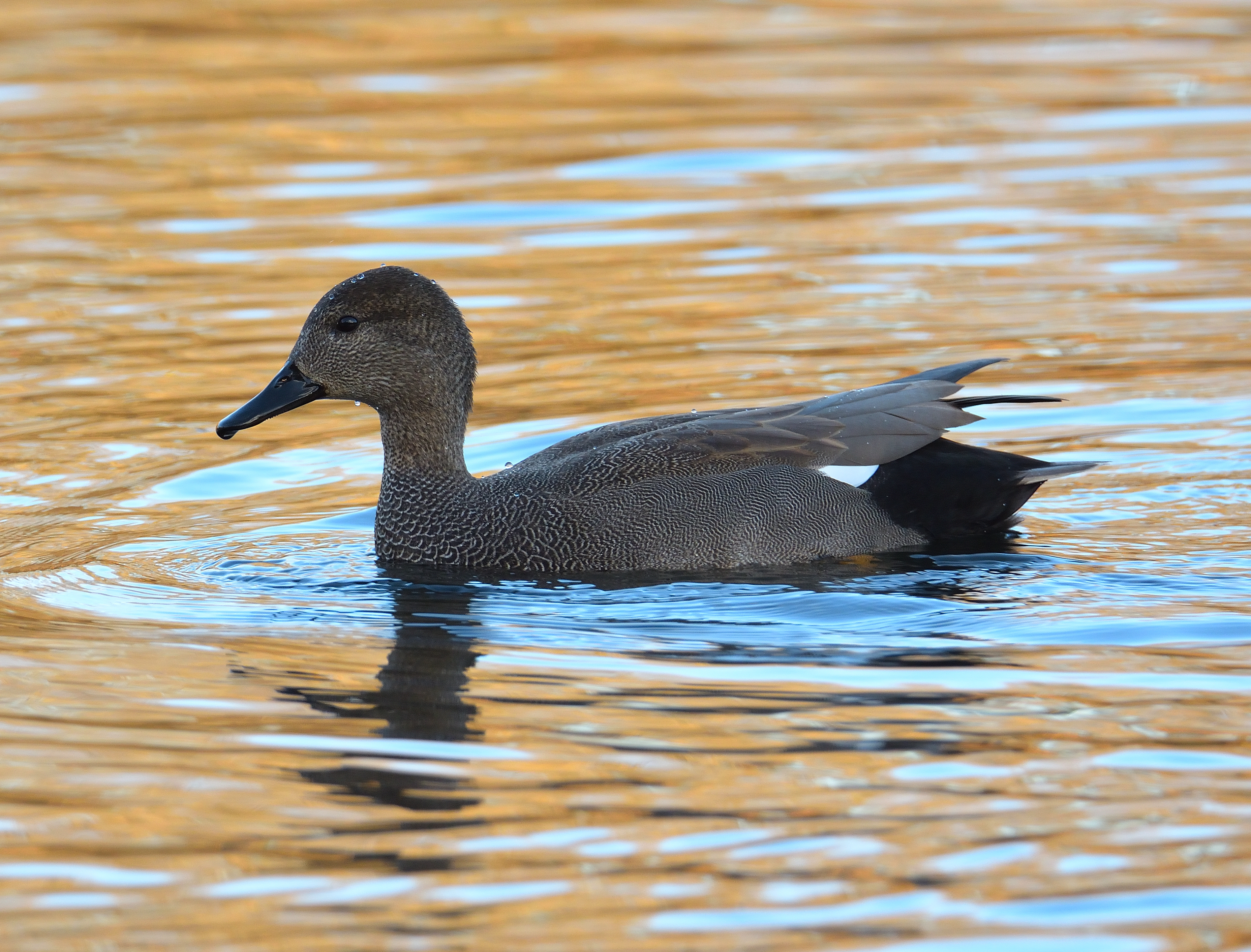 Gadwall