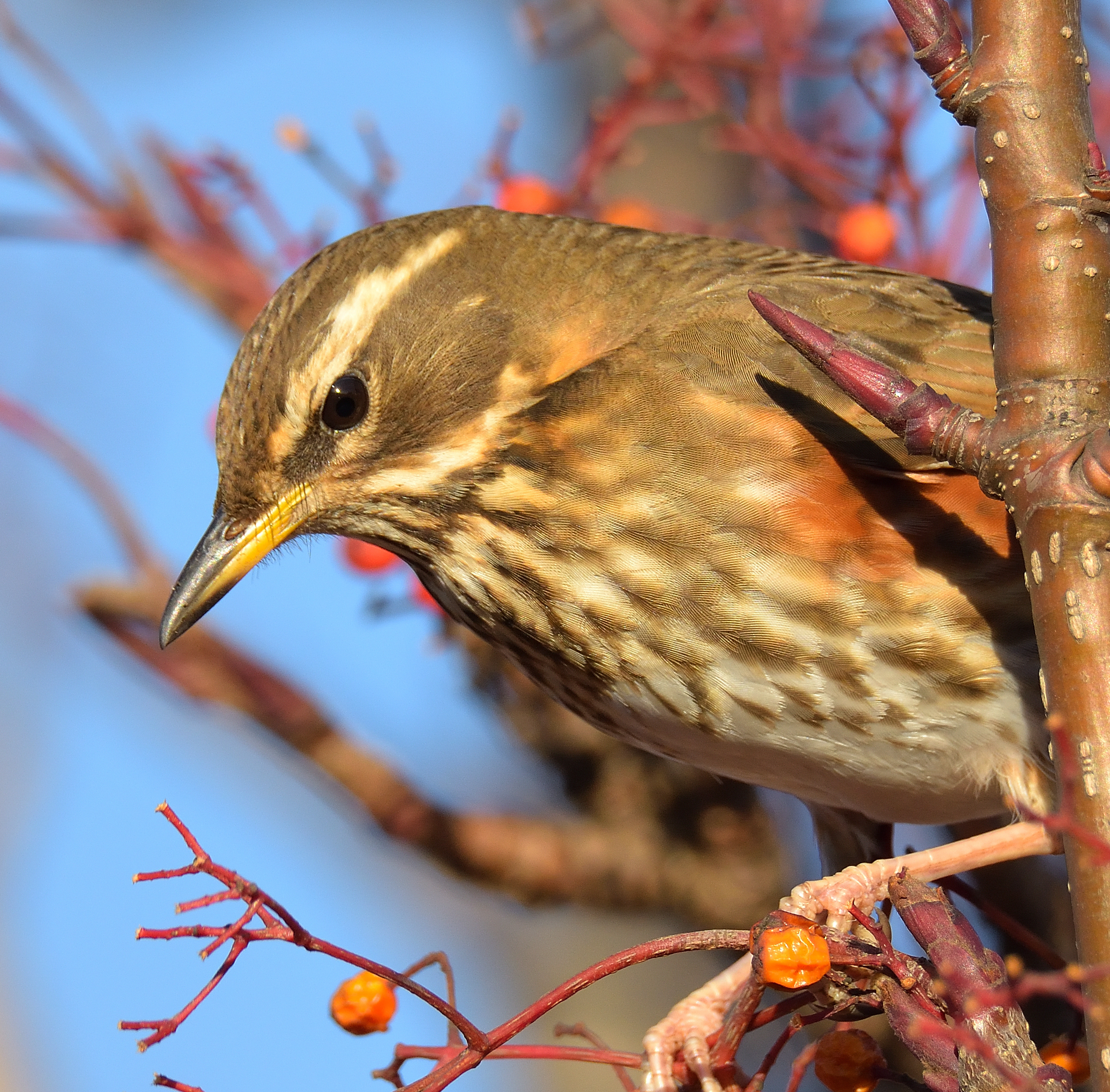 Redwing