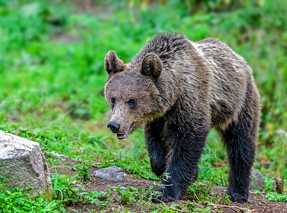 The curious cub