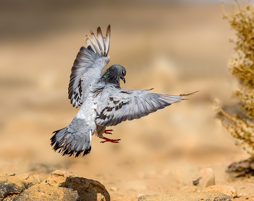 Pigeon in the desert
